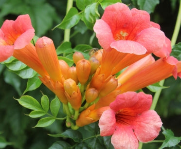 VINE Campsis radicans (orange)