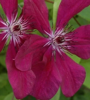 VINE Clematis x 'Allanah' (red)