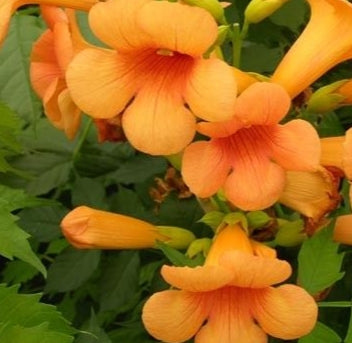 VINE Campsis radicans 'Indian Summer' (yellow/orange)