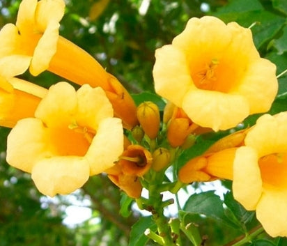 VINE Campsis radicans 'Flava' (yellow)