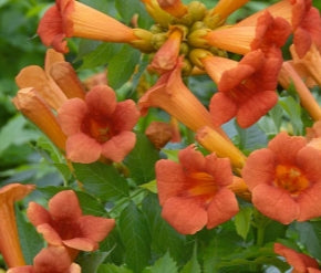VINE Campsis radicans 'Flamenco' (red/yellow)