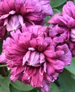 VINE Clematis v. 'Purpurea Plena Elegans' (Rose)