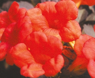 VINE Campsis radicans 'Atropurpurea' (red)