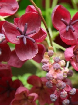 VINE Akebia quinata