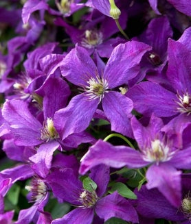 VINE Clematis v. 'Polish Spirit' (purple)
