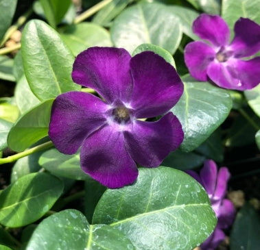 Vinca minor 'Wine' (Atropurpurea)