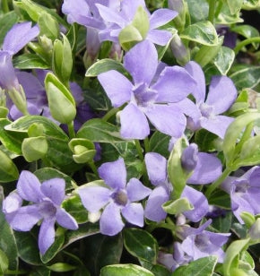 Vinca minor 'Ralph Shugert'