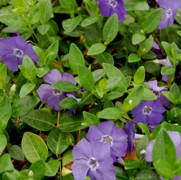 Vinca minor 'Bowles'