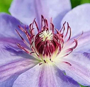 VINE Clematis Horn of Plenty (Purple)