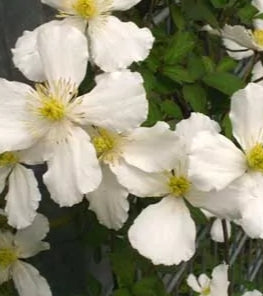VINE Clematis chrys. 'Sericea' (pink)