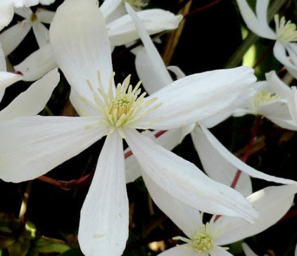 VINE Clematis armandii 'Snowdrift' (white)