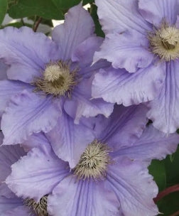 VINE Clematis 'Will Barron' (blue)