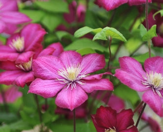 VINE Clematis 'Ville de Lyon' (red)