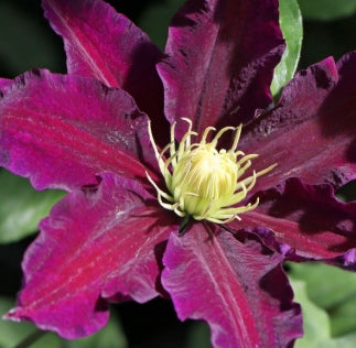 VINE Clematis 'The Vagabond' (purple)