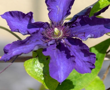 VINE Clematis 'The President' (purple)