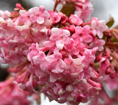 Viburnum x bod. 'Pink Dawn' (pink, fragrant)