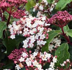 Viburnum tinus 'Spring Bouquet'
