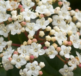 Viburnum 'Robustum'