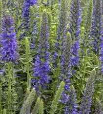 Veronica VESPERS™ 'Blue' PPAF