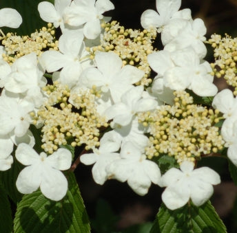 Viburnum p.t. 'Mariesii'