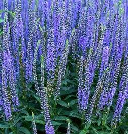 Veronica ‘Blue Skywalker’