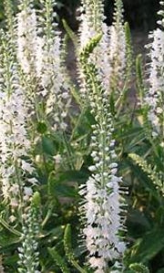 Veronica spicata 'Icicle'