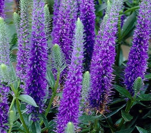 Veronica spicata 'Blue Carpet'