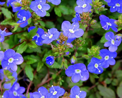 Veronica pd. 'Georgia Blue'
