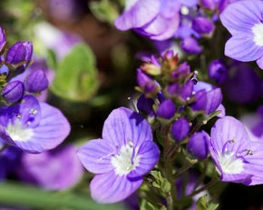Veronica liwanensis