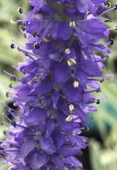 Veronica incana 'Pure Silver'