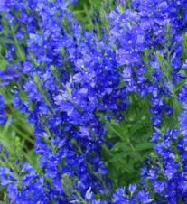 Veronica au. 'Crater Lake Blue'