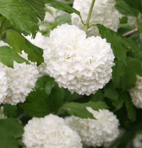 Viburnum opulus 'Sterile'
