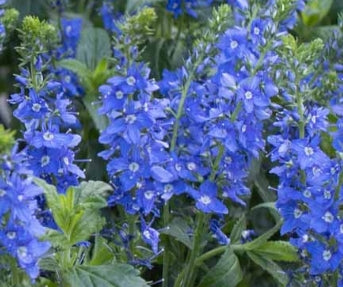 Veronica 'Venice Blue'