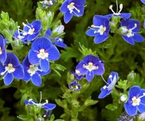 Veronica 'Tidal Pool' PP23341