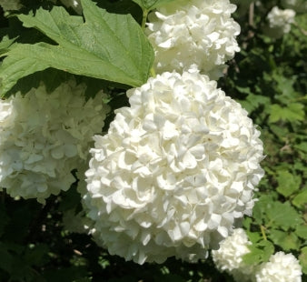 Viburnum opulus 'Roseum'