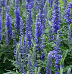 Veronica 'Moody Blues Dark Blue'