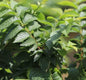 Sticky Image