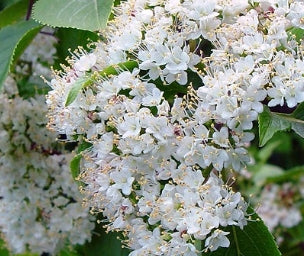 Viburnum lentago