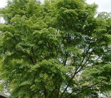 Ulmus x 'Morton' ACCOLADE™