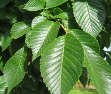 Ulmus x 'Morton Glossy' TRIUMPH™