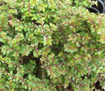 Ulmus parvifolia 'Hokkaido'