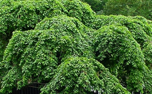 Ulmus glabra 'Camperdownii'