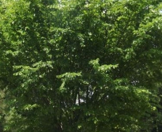 Ulmus americana 'Valley Forge'