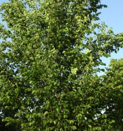 Ulmus americana 'Princeton'