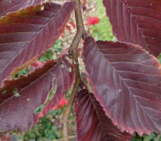 Ulmus 'Frontier'