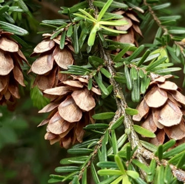 Tsuga heterophylla