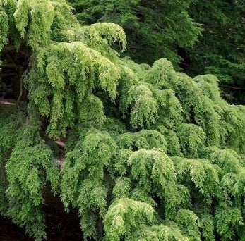 Tsuga can. 'Pendula' (Sargentii) (CG)
