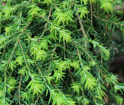Tsuga can. 'Cole's Prostrate'