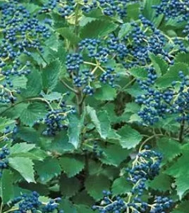 Viburnum den. Blue Muffin® PW