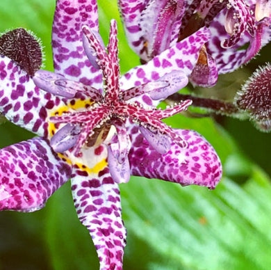 Tricyrtis formosa 'Dark Beauty'